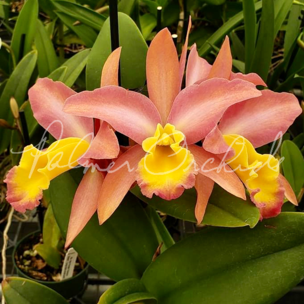 Rth. Glen Gary — Palmer Orchids